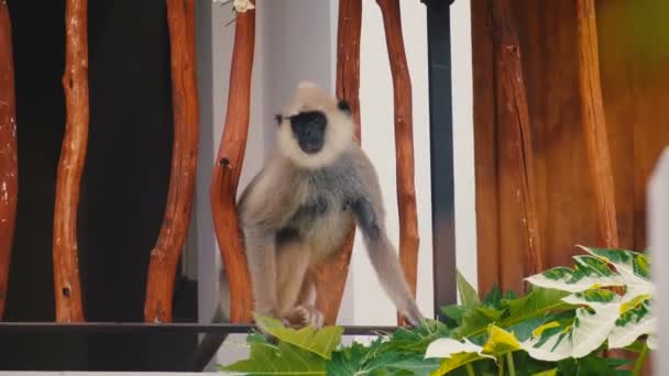 Divertido mono blanco lindo sentado en la cerca decorativa del edificio de madera comiendo hojas en el soleado complejo exótico de Sri Lanka . — Vídeo de stock