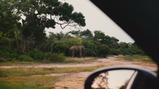 Increíble vista desde el interior del coche en safari, gran elefante salvaje maduro comiendo hierba en la soleada sabana de verano Sri Lanka . — Vídeos de Stock