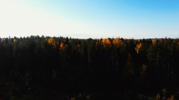 Drone letí vpřed nad vrcholky stromů tmavě zeleného a žlutého, atmosférického podzimní lesní krajiny a jasného východu slunce. — Stock video