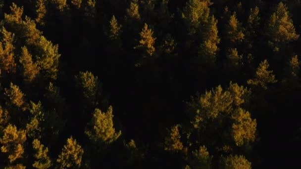 Vista superior del dron volando por encima de los árboles, inclínese hacia arriba para revelar el paisaje atmosférico del bosque otoñal y el horizonte despejado del cielo . — Vídeos de Stock