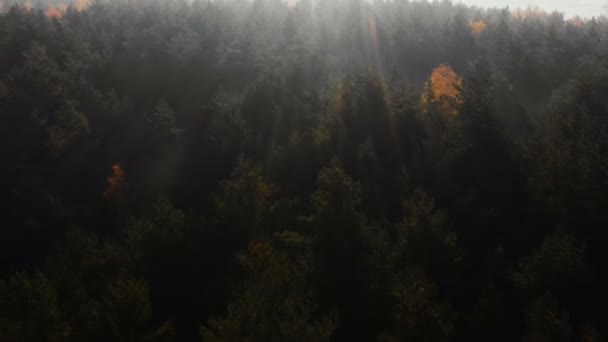 Drone flying over mysterious sunrise autumn forest and field patches covered with fog mist, sunny lens flare panorama. — Stock Video