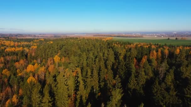 Drone volant haut au-dessus de la forêt mixte d'automne étonnante avec des arbres jaunes et des champs sous un ciel bleu clair. Nature du Belarus — Video