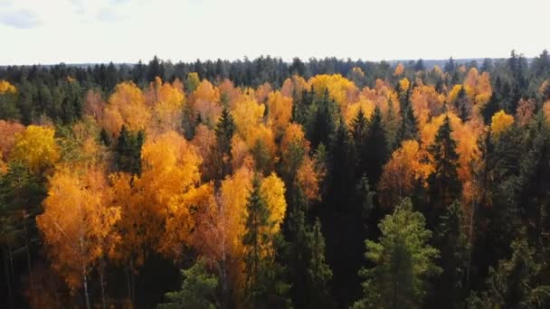 Drone volando bajo sobre increíbles frondosas copas de árboles verdes y amarillos, hermoso paisaje forestal atmosférico de otoño Bielorrusia . — Vídeos de Stock