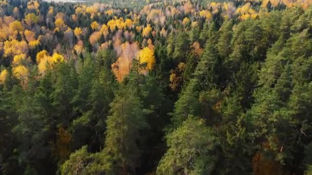Hermosa toma aérea panorámica de árboles verdes y amarillos increíbles, paisaje de bosque de parque nacional de otoño cinematográfico . — Vídeos de Stock