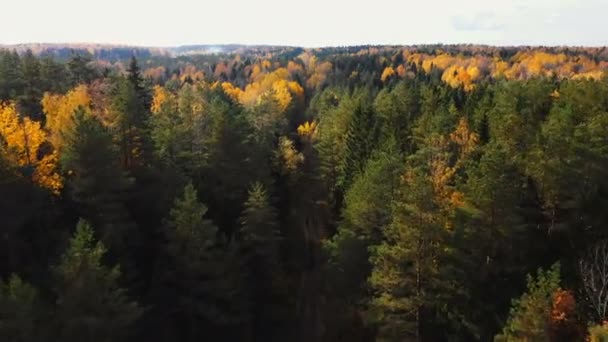 Panorama aéreo épico de exuberantes árboles verdes y amarillos en el paisaje forestal del parque nacional, concepto de conservación del medio ambiente . — Vídeos de Stock