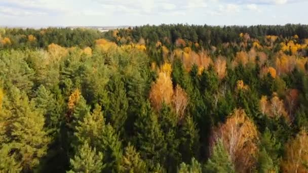 Bellissimo scenario aereo, lussureggianti cime di alberi verdi e gialli nel paesaggio forestale della riserva nazionale incontaminata in Bielorussia — Video Stock