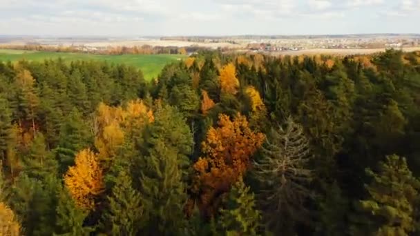 Drone che vola sopra bellissimi alberi gialli nella foresta autunnale e campo verde verso pittoresco villaggio nella soleggiata Bielorussia . — Video Stock