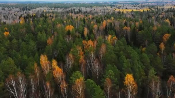 Bellissimo scenario aereo, tardo autunno foresta mista grigio e verde cime degli alberi nel paesaggio riserva del parco nazionale . — Video Stock