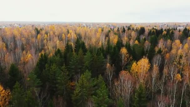 Drohnenflug über atmosphärischem Spätherbstwald, Bäume mit fallenden Blättern in Richtung malerisches Dorf in Weißrussland. — Stockvideo