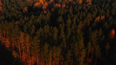 Drone koyu yeşil ve sarı günbatımı treetops aşağı eğilir, güzel atmosferik sonbahar orman manzara üzerinde uçan.
