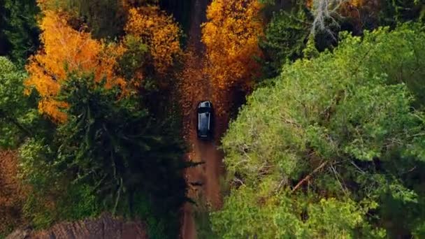 大気ロードトリップアドベンチャー。空中トップビュー、田舎道の黄色い秋の森の木に沿って運転黒い車. — ストック動画