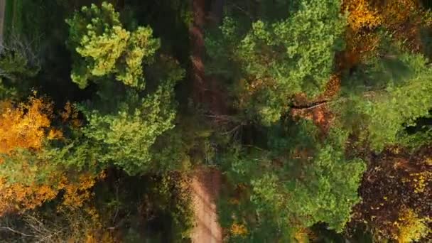 Top view drone follows black car slowly moving through atmospheric deep yellow autumn forest along small country road. — Stock Video