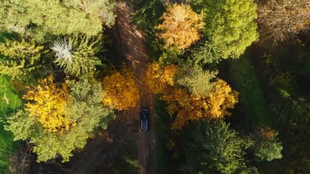 Drone vista superior, coche negro moviéndose lentamente a través de hermosos árboles de bosque de otoño amarillo, girando a la entrada de la carretera de asfalto . — Vídeos de Stock