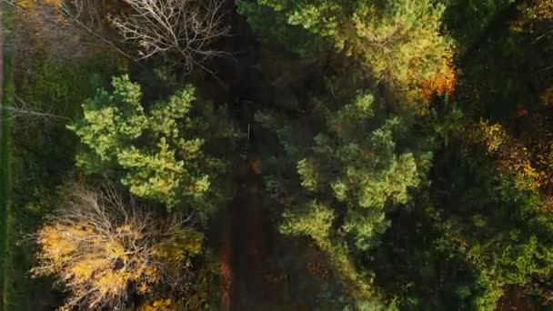 Beautiful road trip adventure, drone follows car slowly moving through yellow autumn forest wilderness with sunny trees. — Stock Video