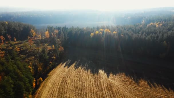 밝은 햇볕이 잘 드는 가을 필드와 밝은 일출 빛 아래 숲을 통해 비행 무인 항공기, 아름다운 렌즈 플레어 자연 파노라마. — 비디오