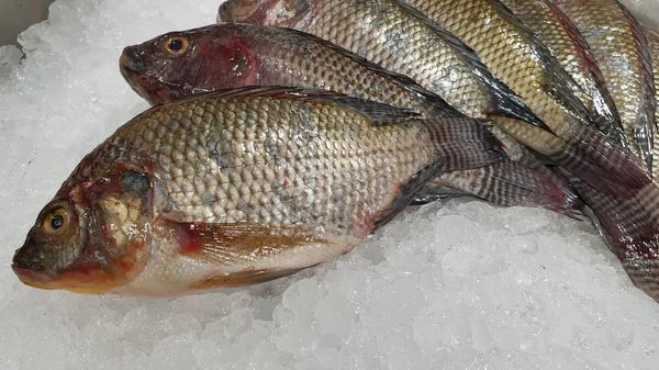 dishes derived from fish are very good for health
