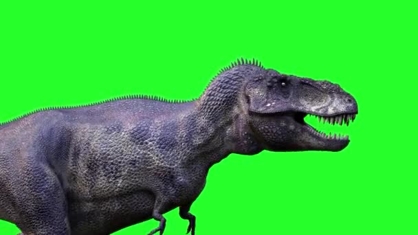 Animare Dinosauro Esecuzione Rendering Rex Tyrannosaurus Sfondo Verde — Video Stock