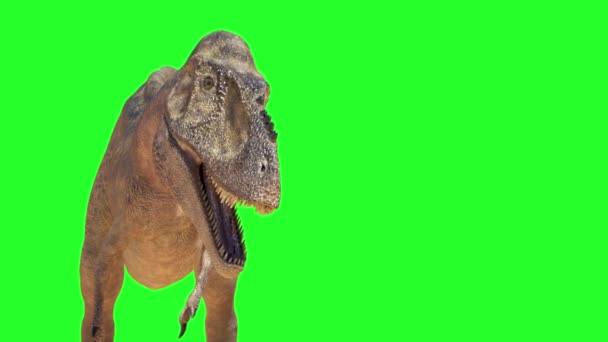 Animieren Einen Dinosaurier Tyrannosaurus Rex Render Auf Grünem Hintergrund — Stockvideo