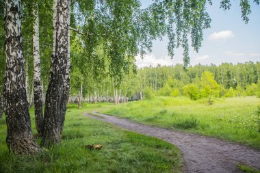 yoğun yaz yeşil orman içinde yaz huş ağacı orman