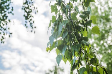 huş ağacı yakın çekim yaz ormandaki bir dalı