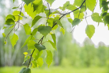 huş ağacı yakın çekim yaz ormandaki bir dalı