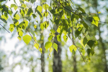 huş ağacı yakın çekim yaz ormandaki bir dalı
