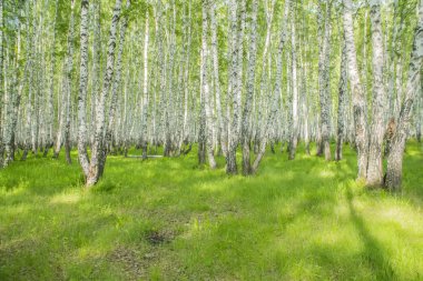 yoğun yaz yeşil orman içinde yaz huş ağacı orman
