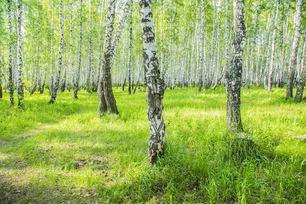 Sommer Birkenwald Dichten Sommergrünen Wald — Stockfoto
