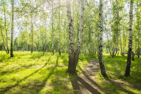 Sommer Birkenwald Dichten Sommergrünen Wald — Stockfoto