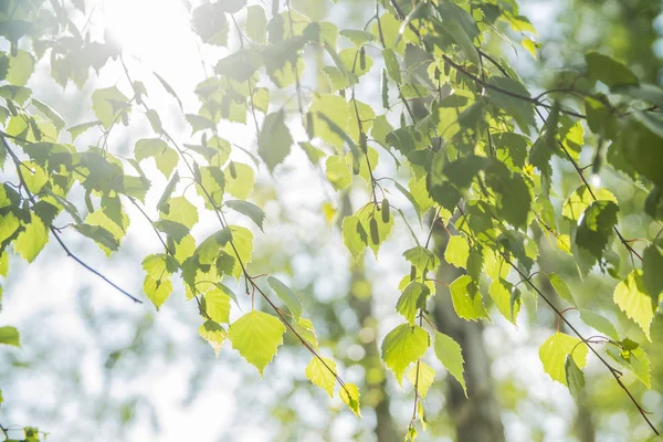 huş ağacı yakın çekim yaz ormandaki bir dalı