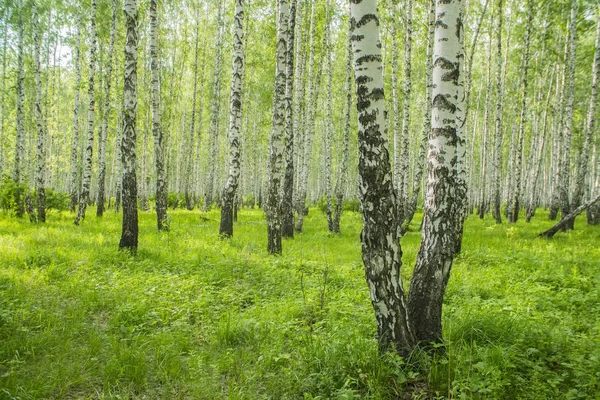 Letní Březový Les Uvnitř Zelený Hustý Letní Forest — Stock fotografie