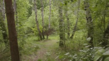  Orman çayır üzerinde büyük yeşil ağaçlar