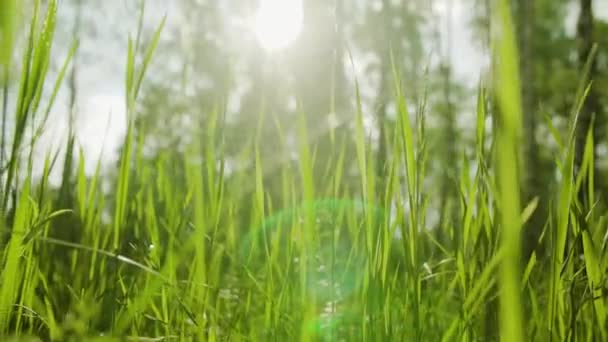 Hierba Bosque Verano Primer Plano — Vídeo de stock