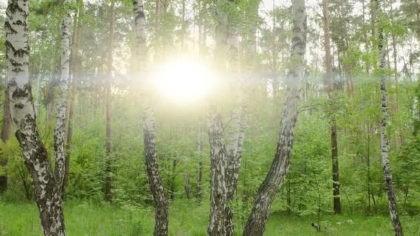 夏日白桦林 在茂密的夏日翠绿的森林里 — 图库视频影像