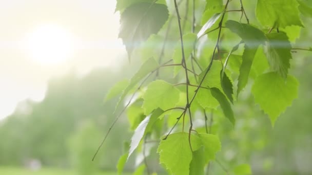 Ramo Uma Árvore Vidoeiro Close Floresta Verão — Vídeo de Stock