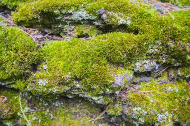 Kapat - yukarıya-in ağaç kabuğu üzerinde yeşil yosun
