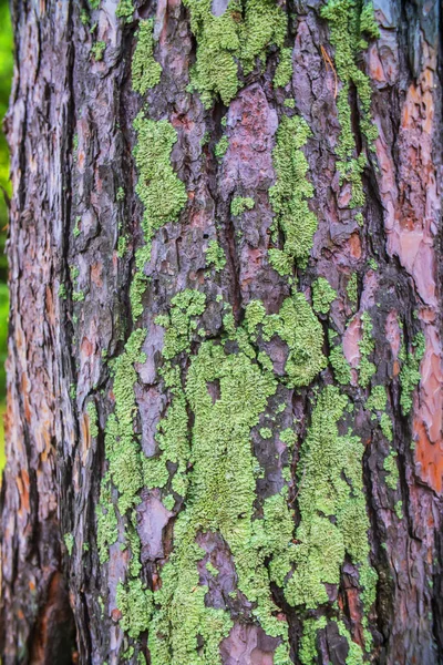 Close Green Moss Tree Bark — Stock Photo, Image
