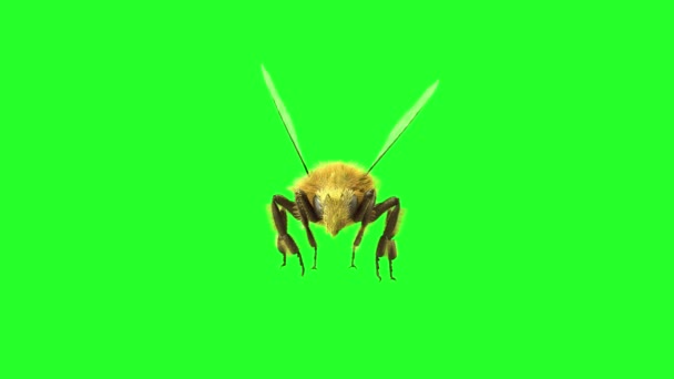 Bee Flying Sky Background Render — Stock Video