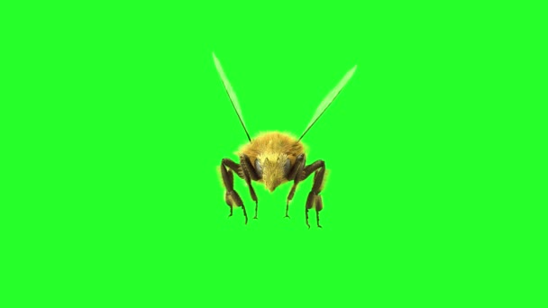 Abeja Volando Cielo Fondo Renderizar — Vídeo de stock