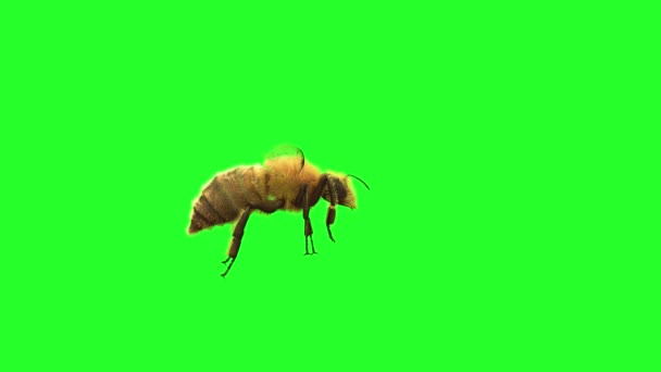 Een Bee Vliegen Een Groene Achtergrond Render — Stockvideo
