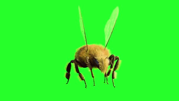 Пчела Летит Зеленом Фоне Рендер — стоковое видео