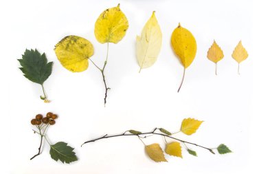 Beyaz arkaplanda sonbahar yaprakları