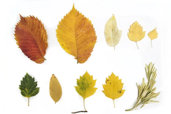 Podzimní Listy Bílém Pozadí — Stock fotografie