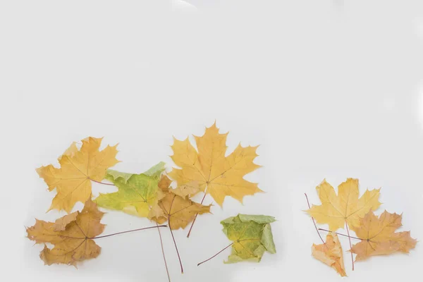 Podzimní Javorové Listy Bílém Pozadí — Stock fotografie