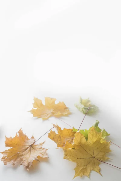 autumn maple leaves on white background