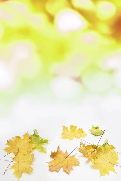 autumn maple leaves on white background