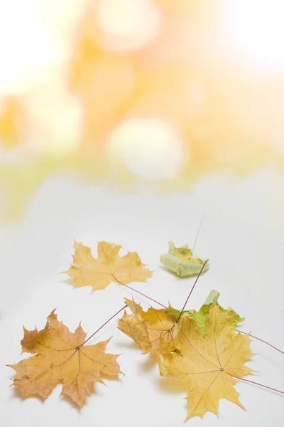 autumn maple leaves on white background