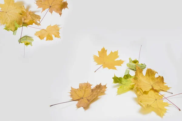 autumn maple leaves on white background