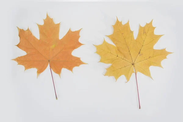 autumn maple leaves on white background