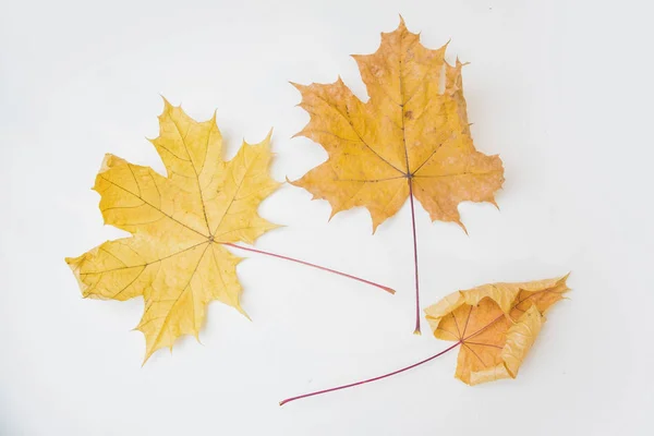 autumn maple leaves on white background